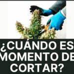 Por qué debes dejar a oscuras antes de cortar – Consejo de seguridad